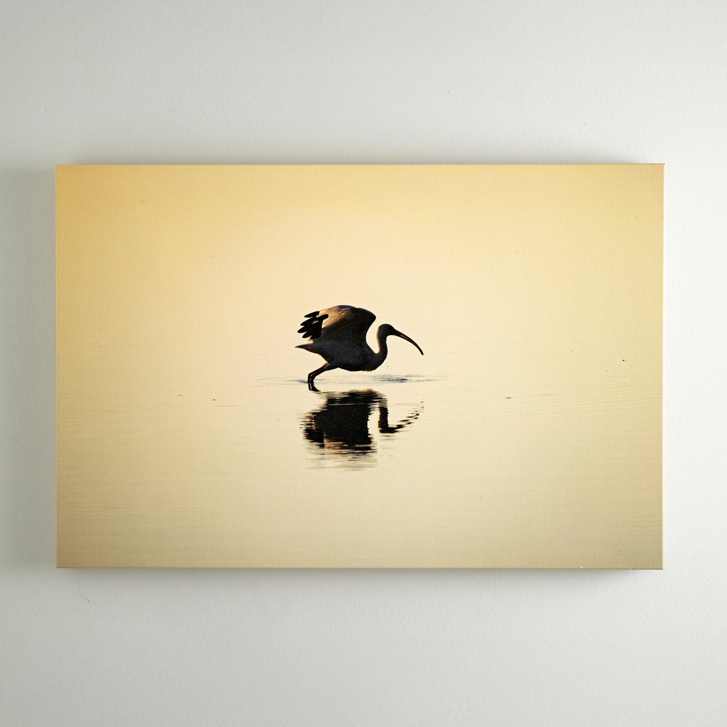White Ibis Departing - Original Gallery Wrap Canvas Print