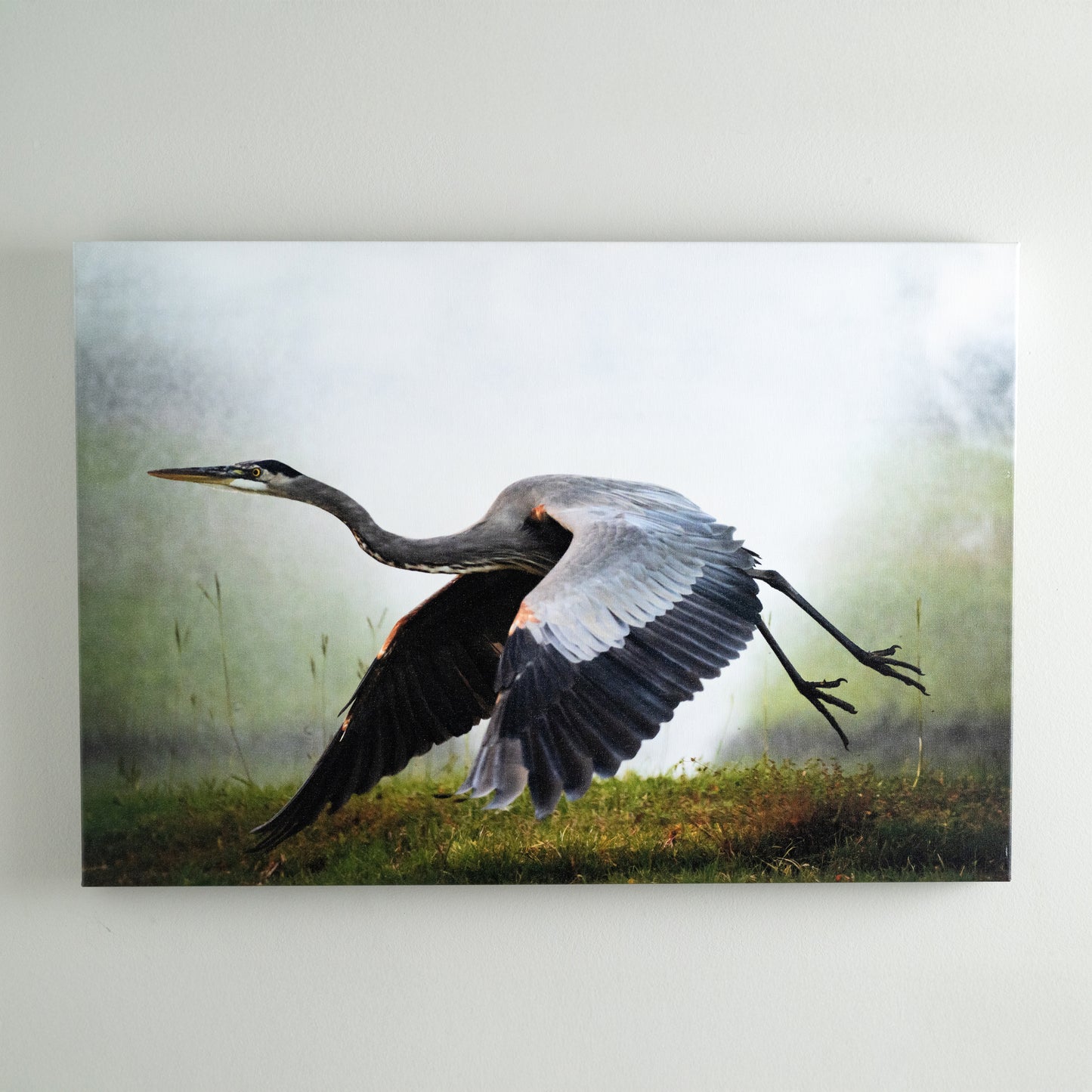 Heron Taking Flight - Original Gallery Wrap Canvas Print